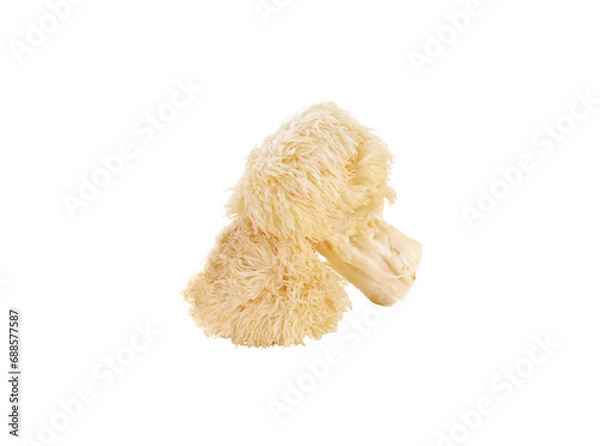 Fototapeta Hericium erinaceus mushroom (monkey head mushroom, bearded tooth fungus, bearded hedgehog mushroom, pom pom, lion's mane mushroom) transparent png