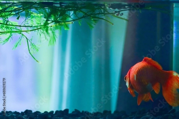 Fototapeta 水槽の中の金魚の後ろ姿