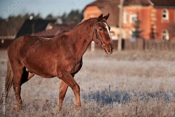 Obraz Brown horse on a frosty morning in a field near a forest in a village