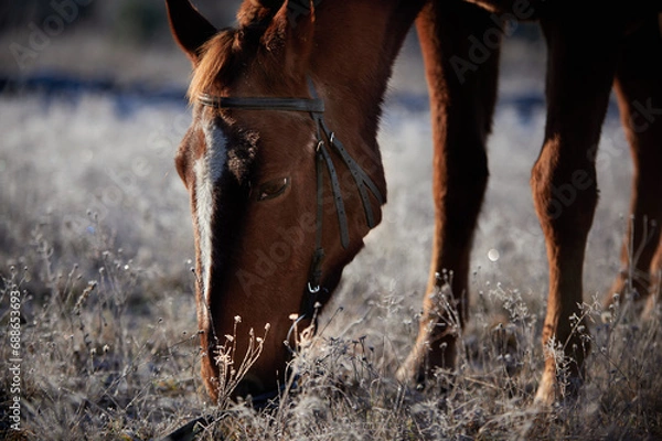 Obraz Brown horse on a frosty morning in a field near a forest in a village