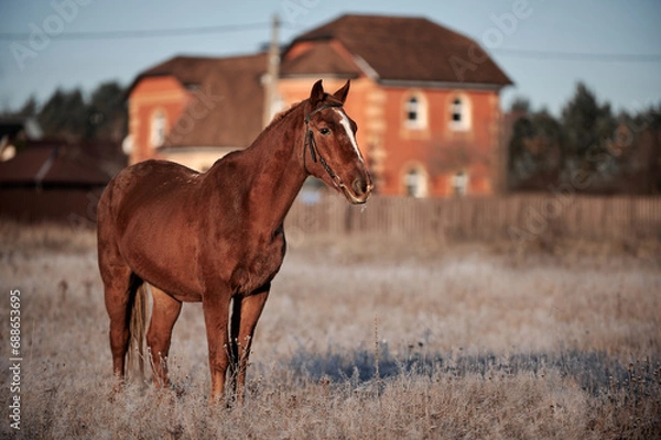 Obraz Brown horse on a frosty morning in a field near a forest in a village