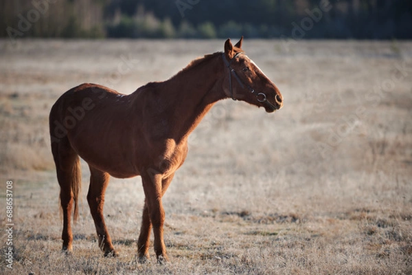Obraz Brown horse on a frosty morning in a field near a forest in a village