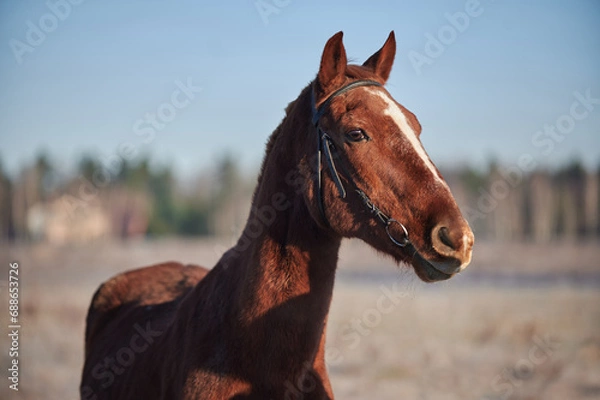 Obraz Brown horse on a frosty morning in a field near a forest in a village