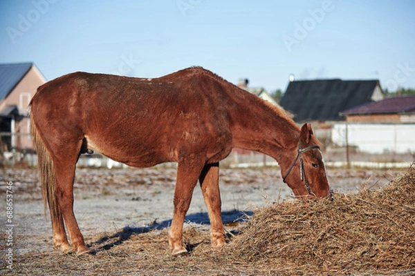 Obraz Brown horse on a frosty morning in a field near a forest in a village