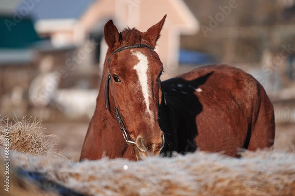 Obraz Brown horse on a frosty morning in a field near a forest in a village