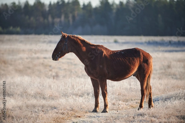 Obraz Brown horse on a frosty morning in a field near a forest in a village