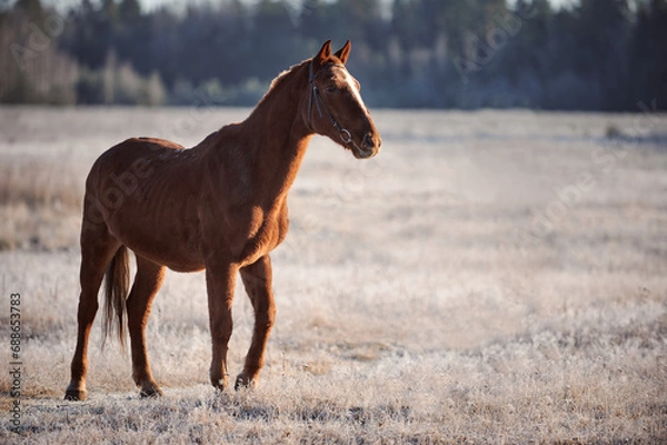 Obraz Brown horse on a frosty morning in a field near a forest in a village