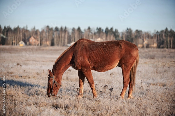 Obraz Brown horse on a frosty morning in a field near a forest in a village