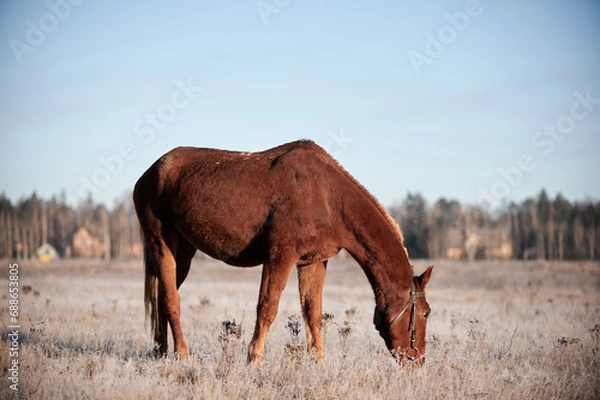 Obraz Brown horse on a frosty morning in a field near a forest in a village