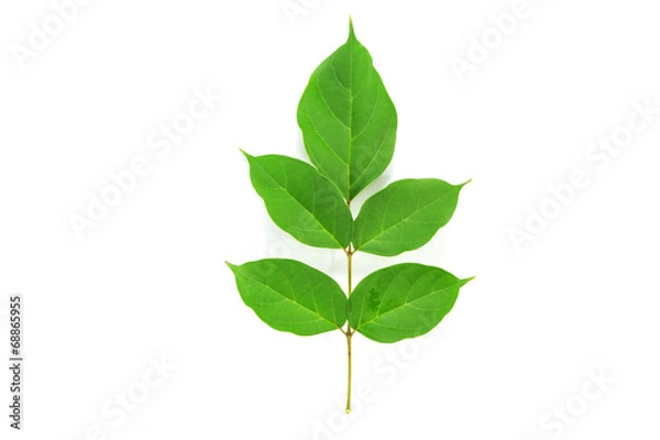 Obraz Green leaf isolated on white background