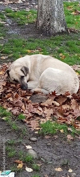 Fototapeta Собака на листьях