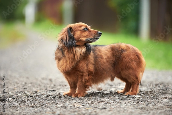 Obraz Red long-haired dachshund in the village in summer