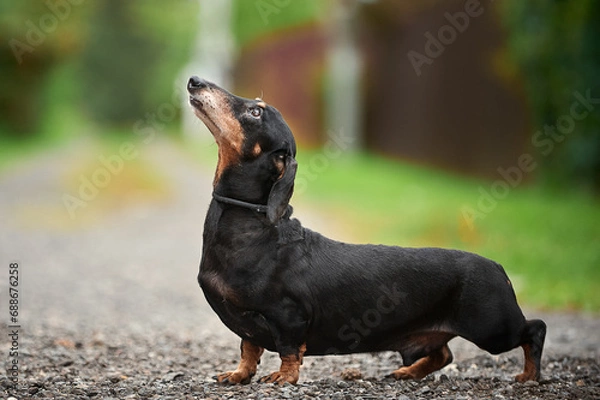 Obraz black and tan smooth-haired dachshund beautiful photo