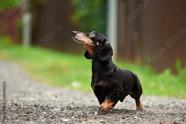 Obraz black and tan smooth-haired dachshund beautiful photo