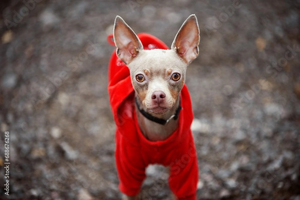 Obraz blue toy terrier in a red jacket