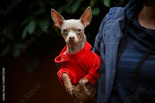 Obraz blue toy terrier in a red jacket