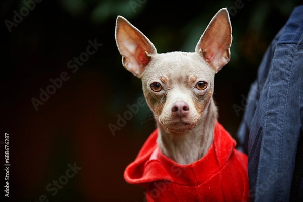 Obraz blue toy terrier in a red jacket