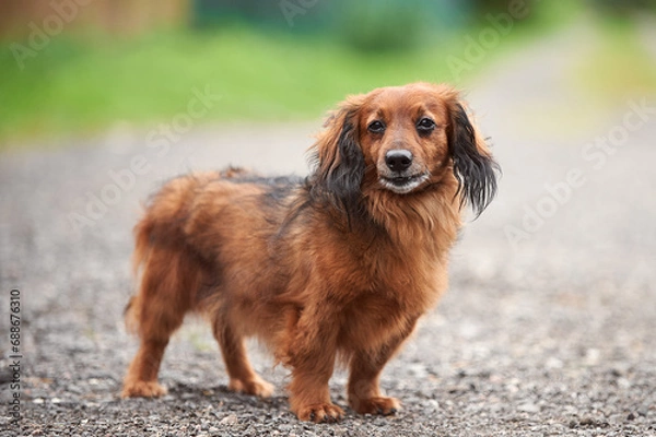 Obraz Red long-haired dachshund in the village in summer