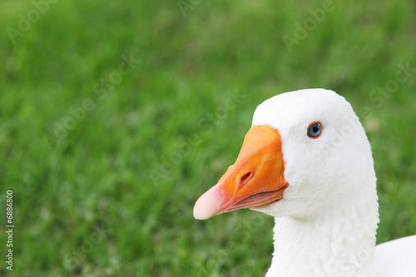 Obraz White Goose Face
