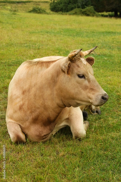 Obraz Beautiful  Cow