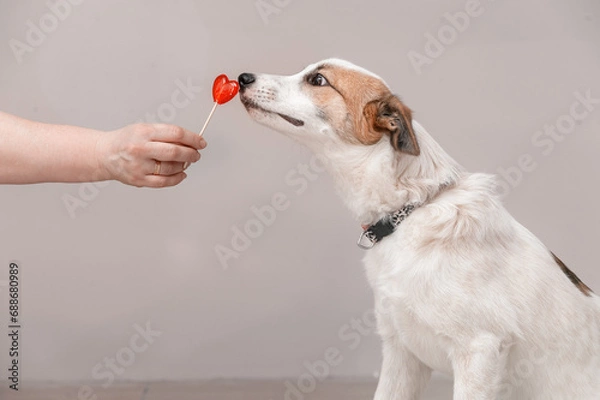 Obraz The dog asks to eat a red heart-shaped lollipop