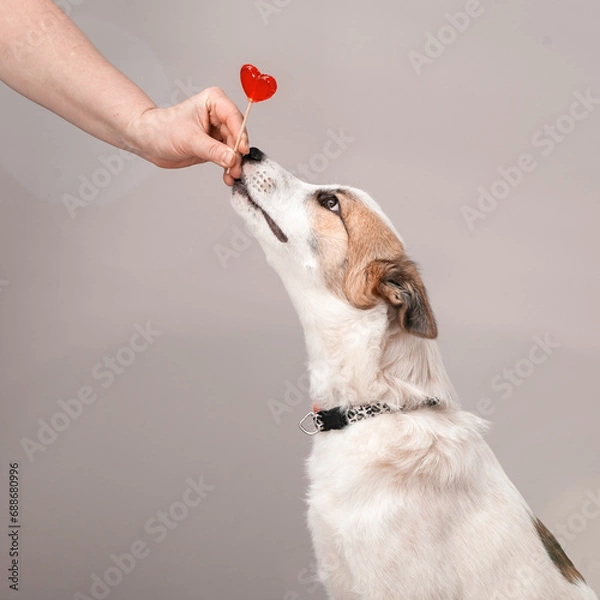 Obraz The dog asks to eat a red heart-shaped lollipop