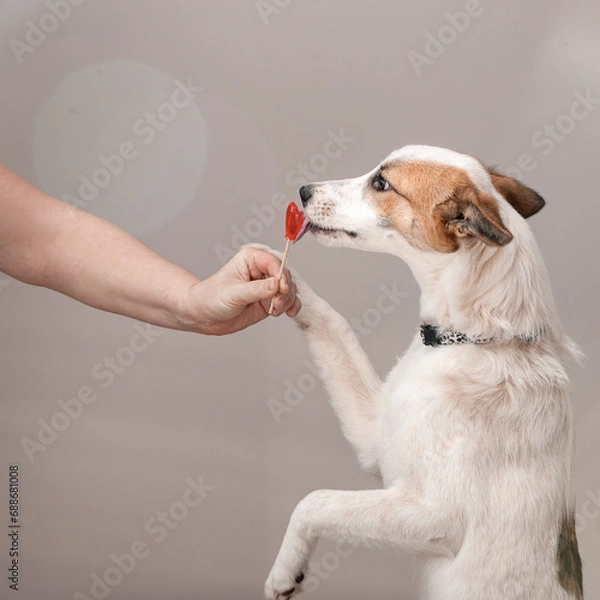 Obraz The dog asks to eat a red heart-shaped lollipop