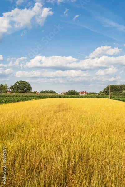 Fototapeta Countryside - fields and sky