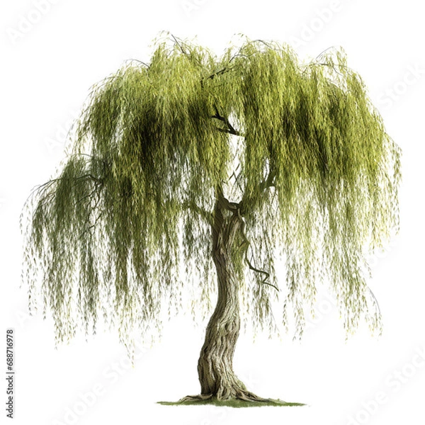 Obraz Willow Tree