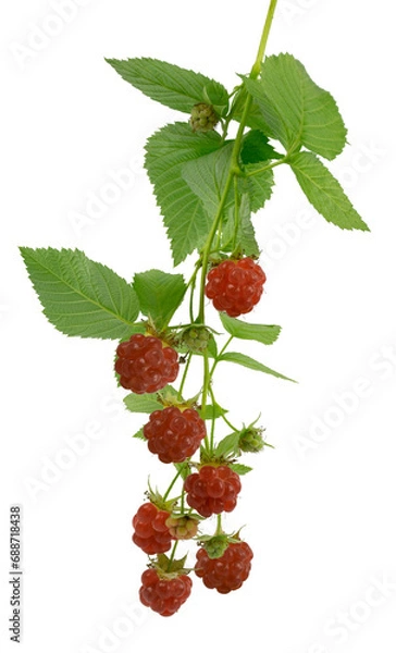 Obraz Raspberry branch with ripe red berries and leaves. on transparent, png. Close-up. Vitamins. Antiviral treatment.