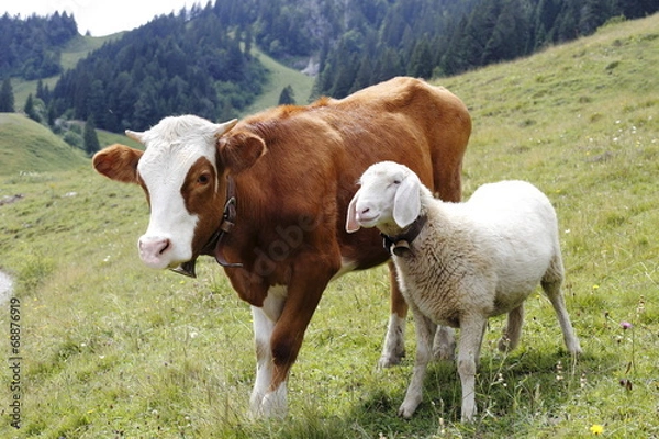 Obraz Kuh und Schaf