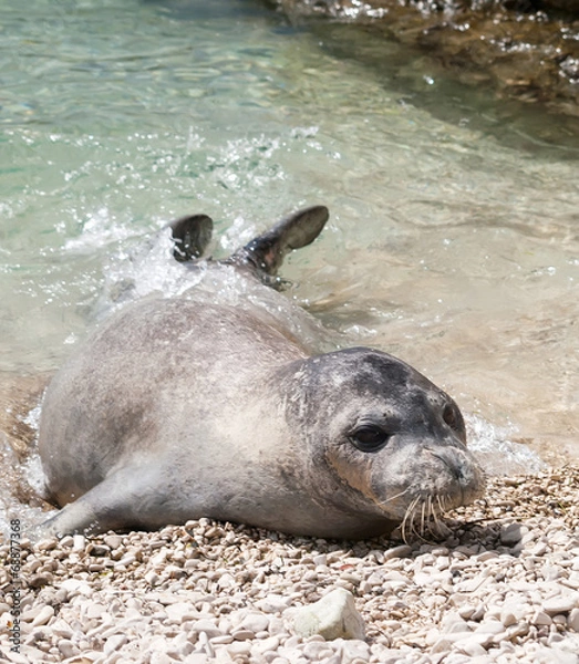 Obraz Mediterranean monk seal
