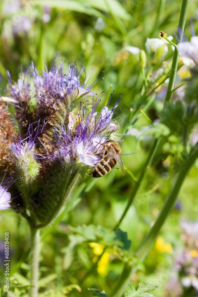 Obraz Bienen an der Blüte