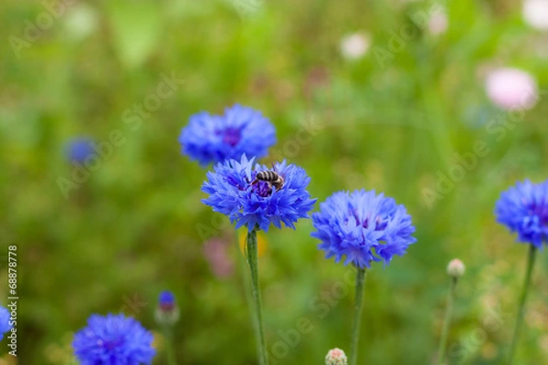 Obraz Biene auf Kornblume