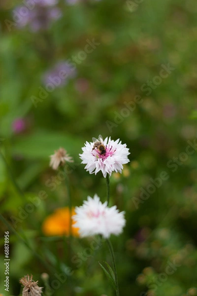 Obraz Biene auf Kornblume