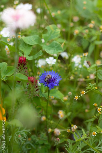 Obraz Biene auf Kornblume