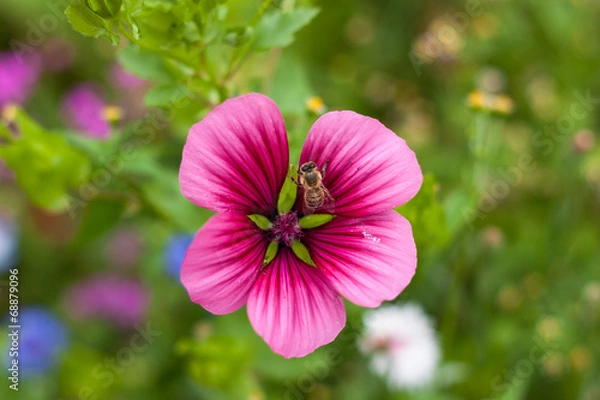 Obraz Biene auf einer Blüte