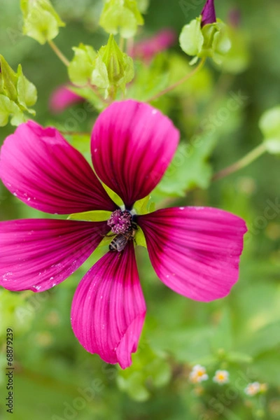 Obraz Biene auf einer Blüte