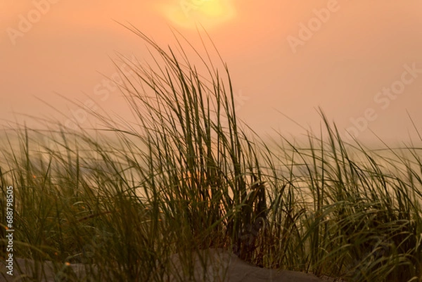 Obraz grass in the sunset