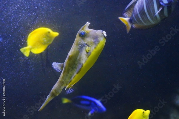 Fototapeta fish in aquarium
