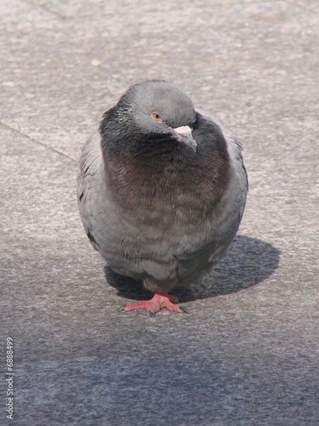 Obraz Pigeon