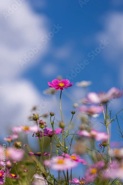 Fototapeta 青空に映えるコスモス