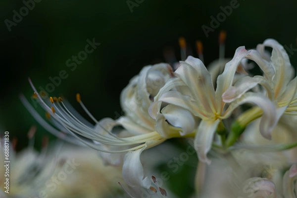 Fototapeta 暗い背景に映える白い彼岸花