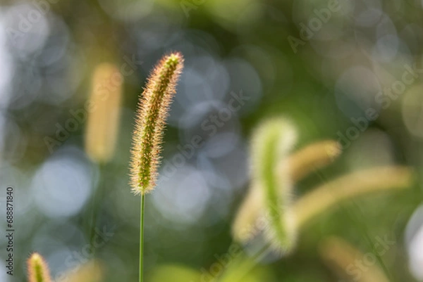 Fototapeta 光を浴びて輝くエノコログサ