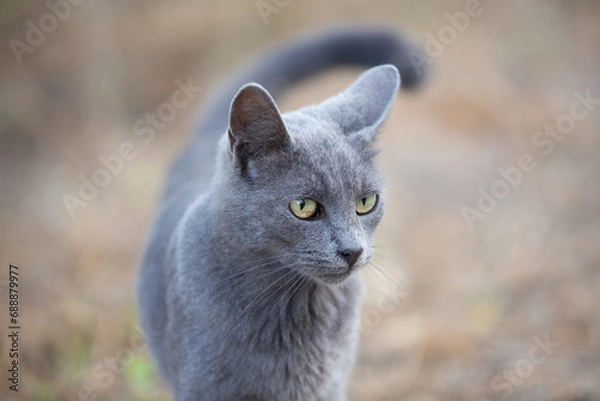 Obraz Portrait of Beautiful stray grey cat similar to russian blue breed is sitting on the street. the cat with green eyes.