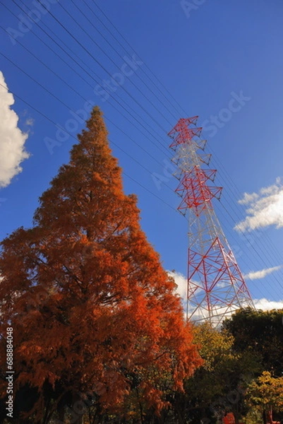 Obraz メタセコイア