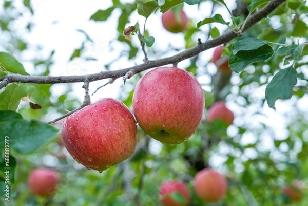 Fototapeta 美味しそうに熟した水滴をまとったリンゴ