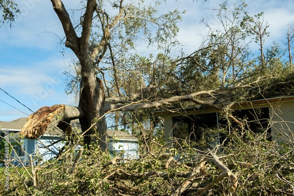 Fototapeta Damage to Florida house roof from uprooted tree after hurricane. Insurance claim on destroyed home. Aftermath of natural disaster concept