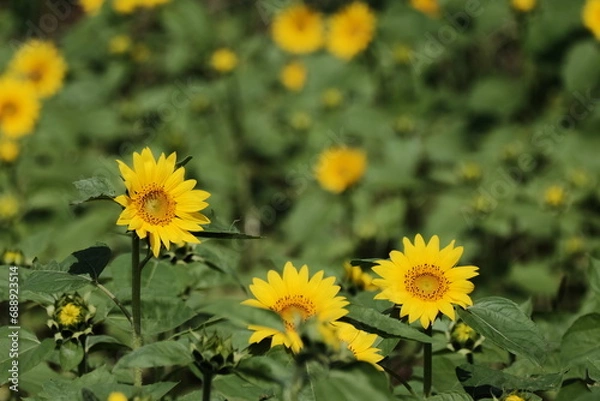 Obraz ヒマワリの花畑