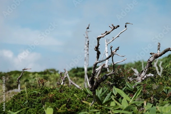 Obraz 山の上の植物